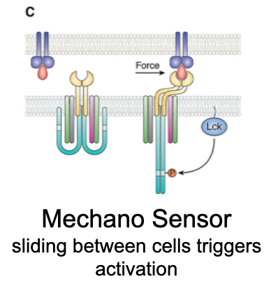 <p>What is the mechanosensor model?</p>