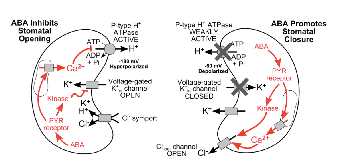 <ol><li><p>ABA binds to cytosolic receptor PYR1</p></li><li><p>Activates a MAP kinase phosphorylation cascade</p></li><li><p>Leads to release of <strong>internal</strong> and <strong>external</strong> pools of Ca2+</p><ul><li><p>from vacuole and endoplasmic reticulum</p></li></ul></li><li><p>Ca2+ activates or reinforces stomatal closure mechanism</p><ul><li><p><em>from before: i.e removing solutes and water from GCs</em></p></li></ul></li></ol><p></p>
