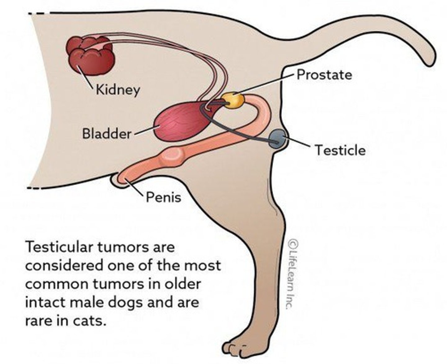 <p>Common testicular tumors in dogs, often benign.</p>