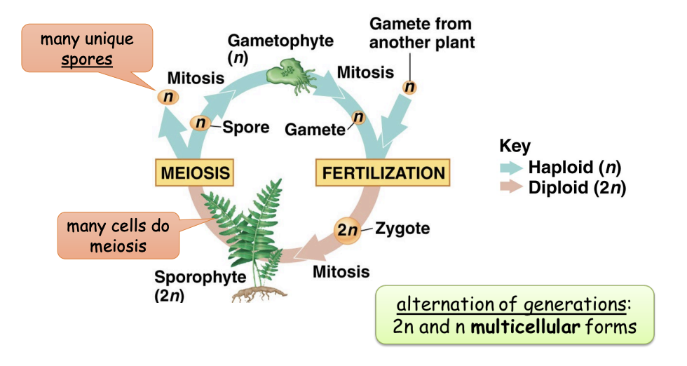 <p>2n and n muticellular forms</p>