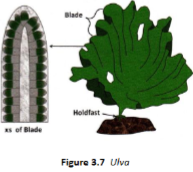 <p>multicelluar green algae found in marine and brackish. Often called “sea lettuce” because of the likeness of the blades to lettuce leaves. </p>