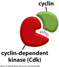 <p>combination of cyclin and cdk (cyclin dependent kinase)</p>