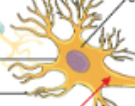 <ul><li><p><span style="color: yellow;">Initial segment: part of axon closest to axon hillock. Most impulses arise at junction between axon hillock and initial segment (trigger zone) </span></p></li><li><p><span>Propagates impulse away from cell</span></p></li></ul><p></p>