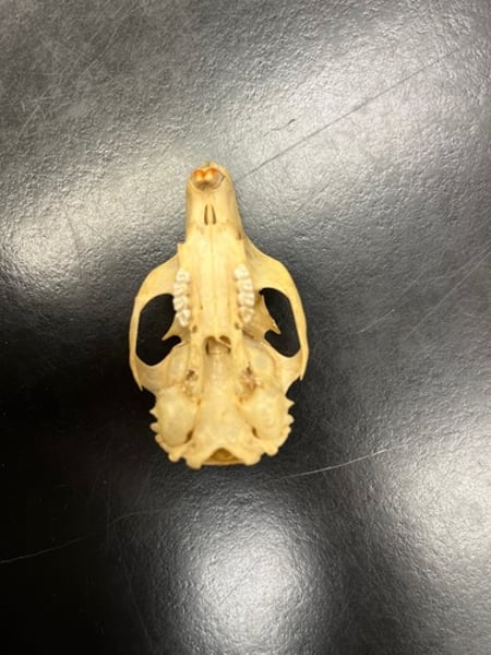 <p>- 2nd largest squirrel skull</p><p>- size of entire pinky</p><p>- 4 teeth</p>