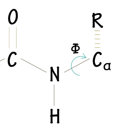 <p>The bond between the peptide amide-N and α-C (dihedral angle)</p>