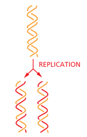 <p>The two strands of parent DNA separate and both strands acts as a template for a new strand.</p><p>There is one daughter (new) strand and one parent (old) strand in each new DNA molecule</p><p> </p>