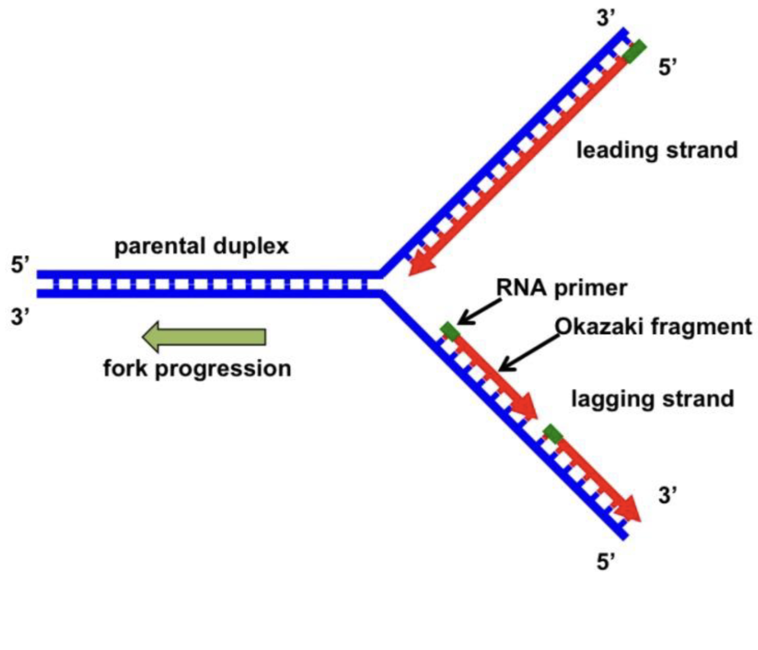 <ul><li><p>leading strand is synthesized continuously until it encounters the 5’ end of the adjacent replication bubble</p></li><li><p>lagging strand is synthesized in shorter pieces and ligated together (phosphodiester bonds via ligase)</p></li><li><p></p></li></ul><p></p>