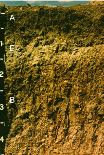<p>-thin A horizon</p><p>-E horizon has lost clay to B-this process requires rainfall</p><p>-mostly forest soils=organic matter at surface</p><p>-mildly acidic</p>
