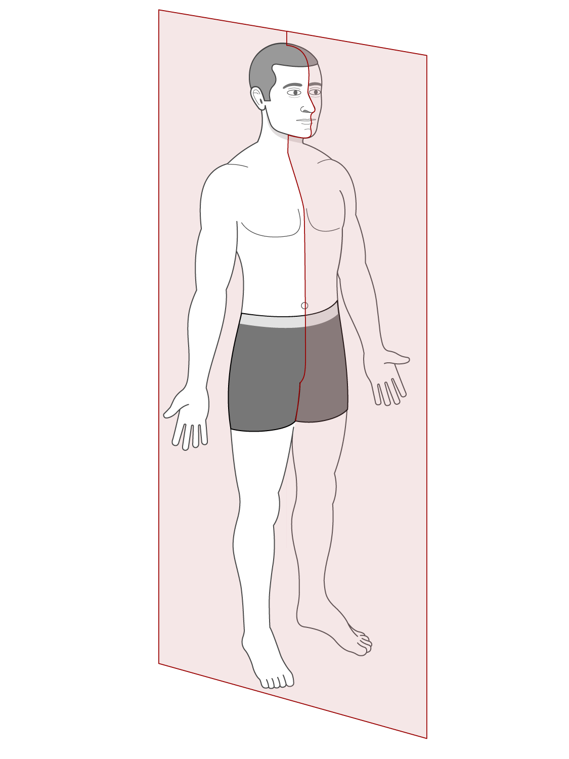 <p>Lengthwise or longitudinal; split left and right</p>