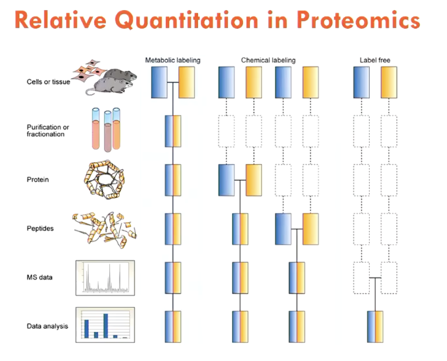 <p>Most accurate method: <strong>Metabolic labelling </strong></p><ul><li><p>use cells/tissues that are fed with either light (normal form) or heavy (stable isotopes introduced) AAs</p><ul><li><p>establishes different isotope signatures</p></li><li><p>reduces error (want to introduce samples as early as possible)</p></li></ul></li></ul><p>Other methods are:</p><ul><li><p>Chemical labelling (can only be introduced to semi-purified samples - aka proteins)</p></li><li><p>Label-free (no stable isotopes introduced at all, all are light - most errors)</p></li></ul><p></p>