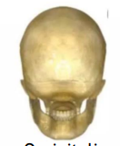 <p>Which method to view the skull is this?</p>