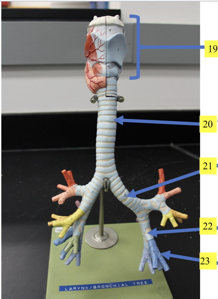 <p>structure 19 </p>