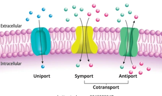 <p><span style="font-family: "Open Sans", sans-serif; line-height: 115%;"><strong><span>Antiport </span></strong></span></p>