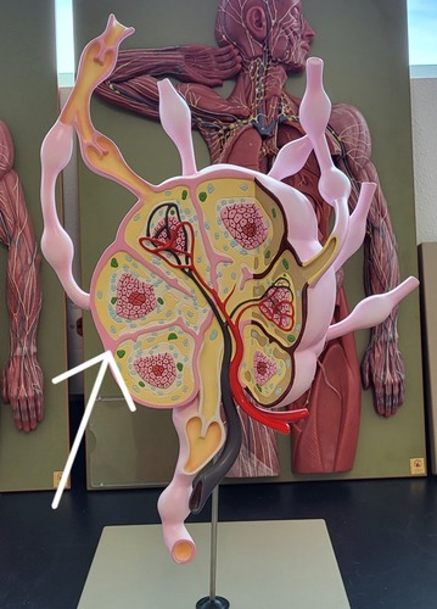 <p>Identify the Structure</p>