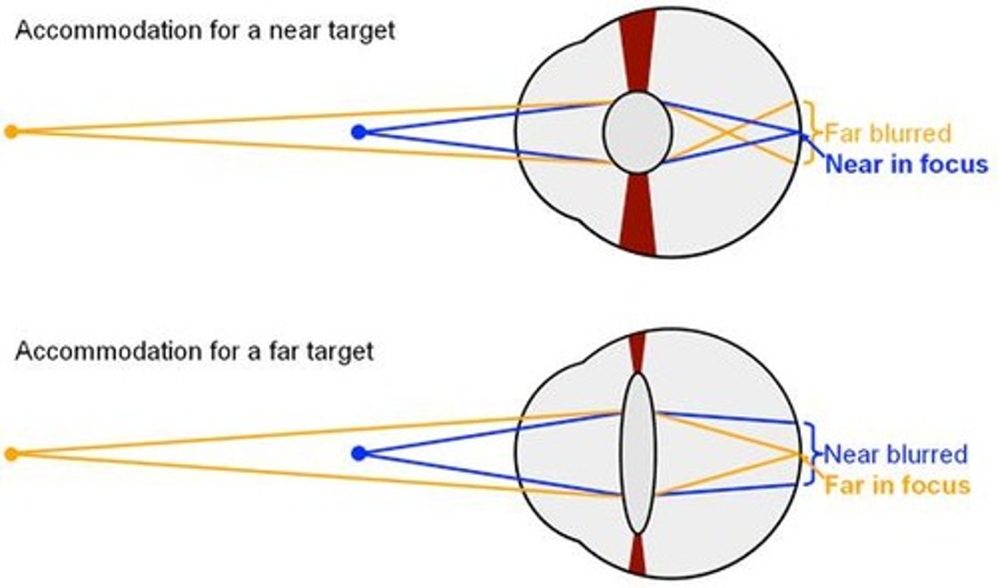 <p>Eye's ability to change focus for distance.</p>