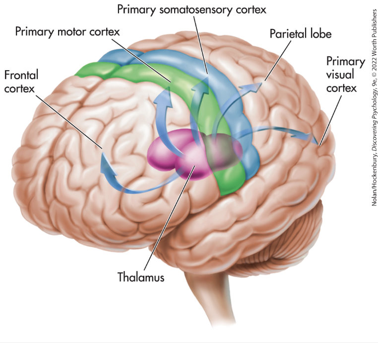 <p>sends signals to body regions. this is where the initiation of movement for different parts of the body occurs </p>