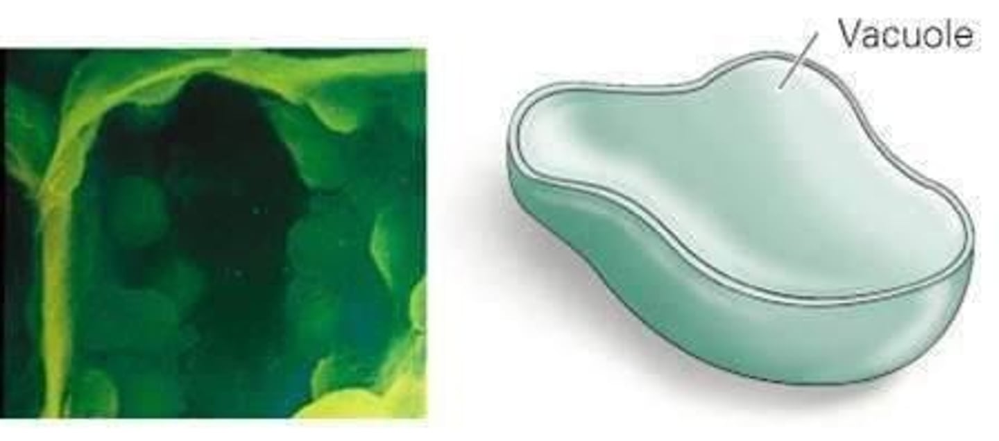 <p>Stores water, sugars, and pigments in plant cells.</p>