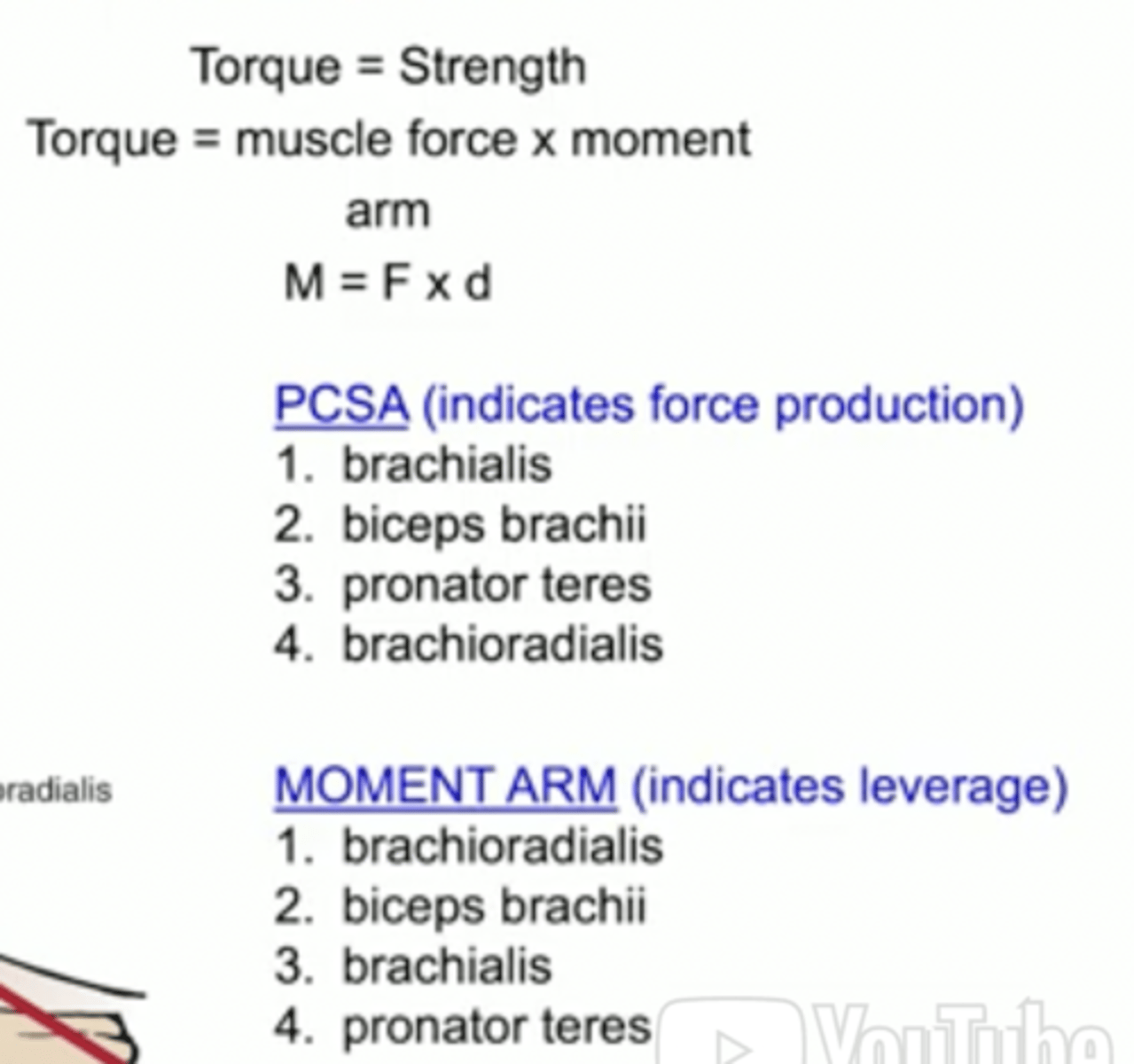 <p>Analysis of elbow flexors</p>