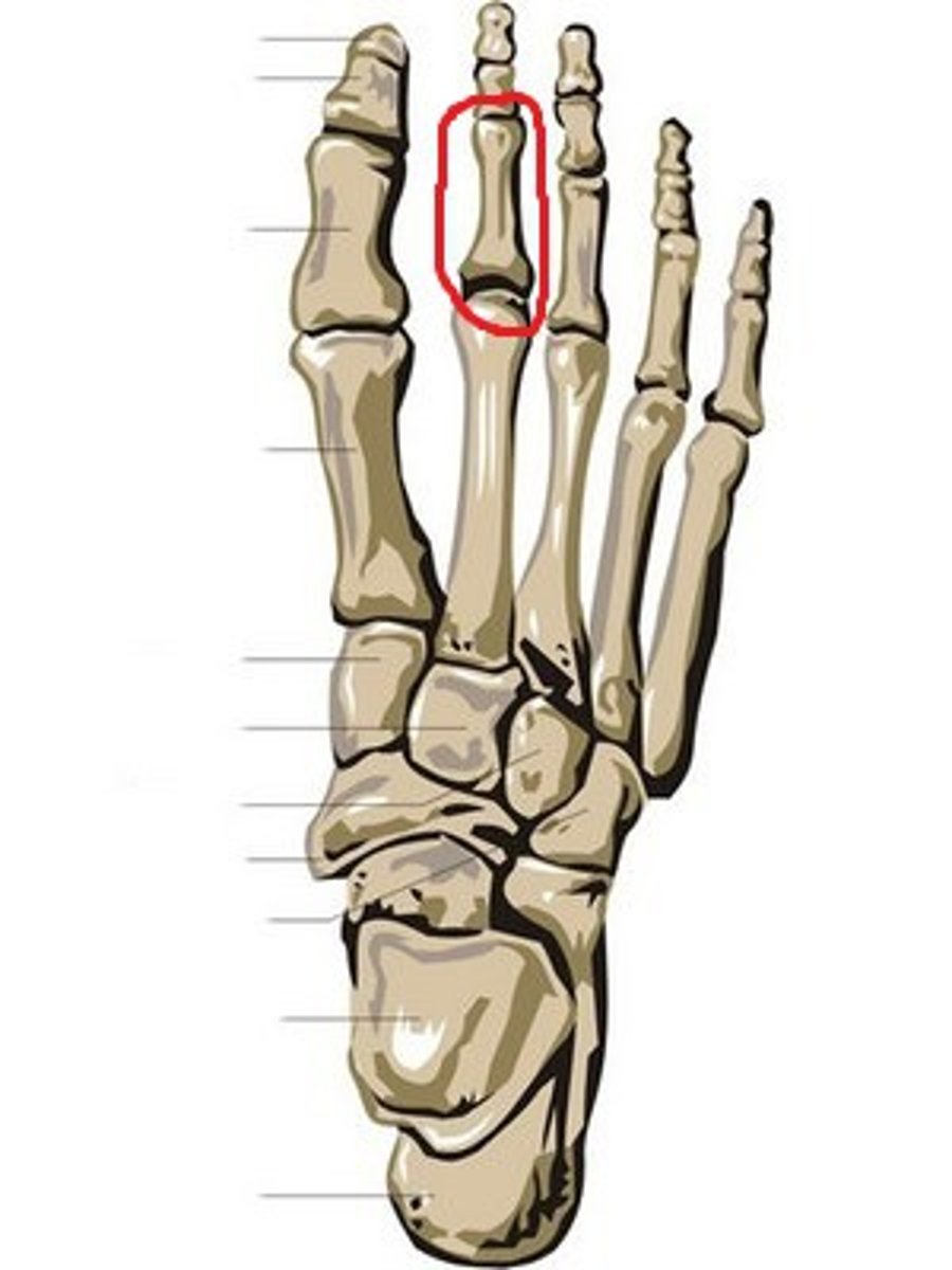 <p>Second digit of the foot... the toe directly lateral to the big toe</p>