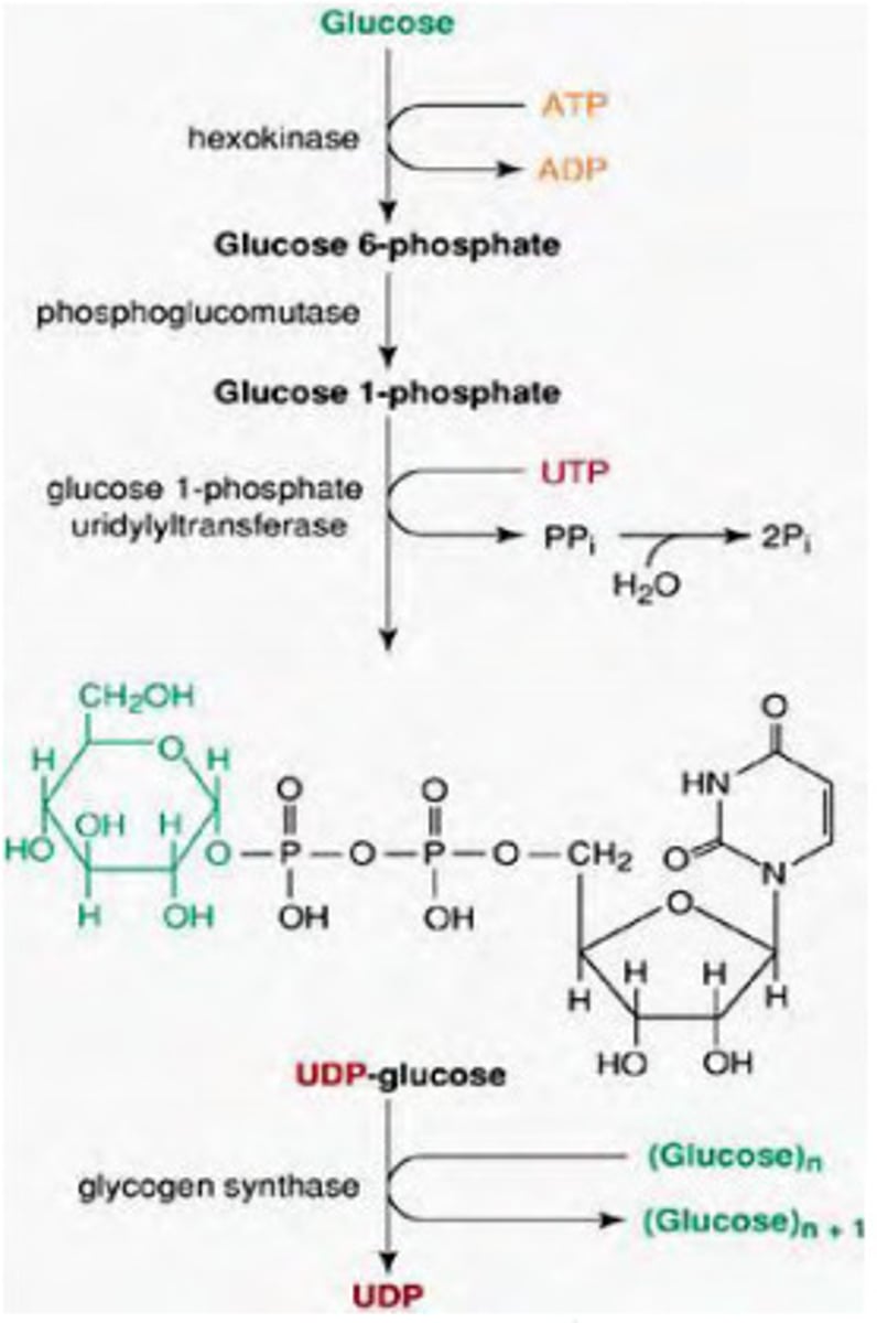 <p>1) Glycogen synthase adds straight chains (regulated step)</p><p>2) When chains have about 10-12 residues per chain, a 6-8 residue piece is cleaved and reattached to a different glucose unit via an a(1-&gt;6) bond</p><p>3) Branching enzymeL Amylo 4,6 Transferase removes and relocates 6-8 glucose residues, glycogen primers are also synthesized</p>