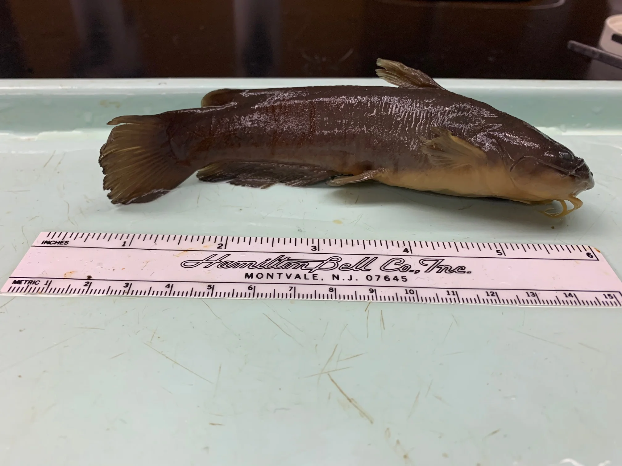 <p>What fish is this?</p>