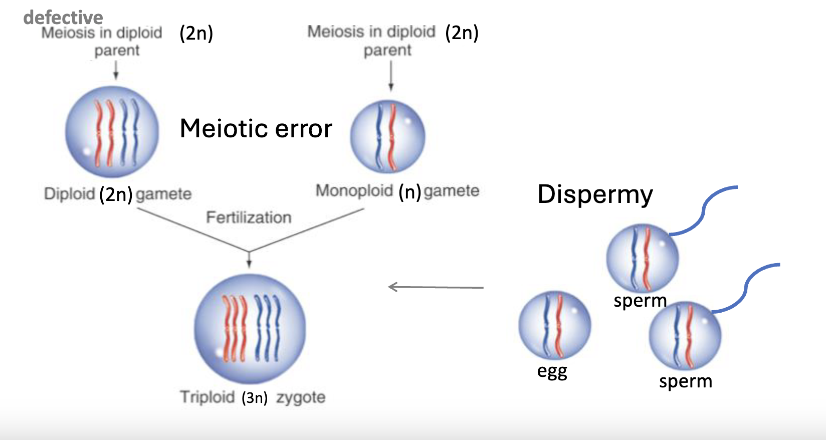 <p>Spontaneous:</p><ol><li><p>a meiotic error that leads to a 2n gamete</p></li><li><p>dispermy (2 sperm fertilizing one egg)</p></li></ol><p>Induced: </p><ul><li><p>disruption in chromosome segregation (plants), disruption of microtubule polymerization, loss of segregation</p></li></ul><p></p>