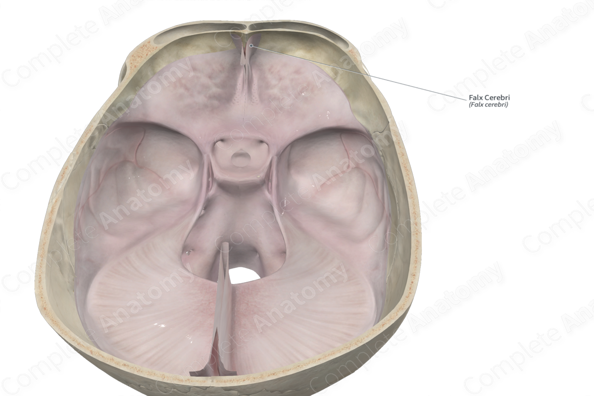 <p>Separates cerebral hemispheres (longitudinal fissure</p>