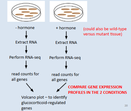 <p><span><span>RNA is isolated, converted into complementary DNA (cDNA) via reverse transcription, and then sequenced. The resulting reads are mapped back to a reference genome or assembled </span></span><em>de novo</em><span><span> to identify and quantify transcripts.</span></span></p>