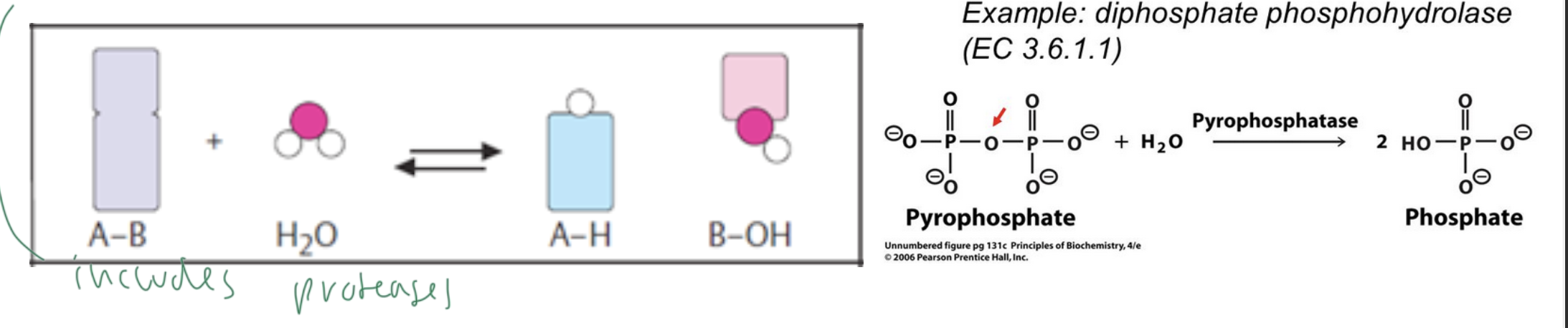<p>cause the cleavage if bonds using water (to break them apart)</p><ul><li><p>aka do hydrolysis</p></li><li><p>includes proteases</p></li></ul><p></p>