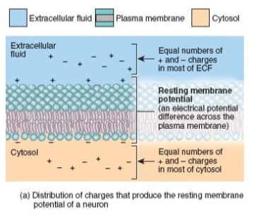 <p>K+ leak channels (main contributor), negatively charged proteins trapped inside, few Na+ leaks, and Na+/K+ pump.</p>