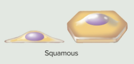 <p>Squamous epithelia</p>