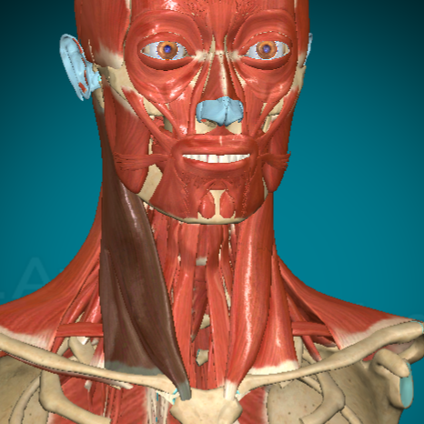 <ul><li><p>What? Sternocleidomastoid</p></li><li><p>f(x): flex neck, turn head, tilt head</p></li></ul><p></p>