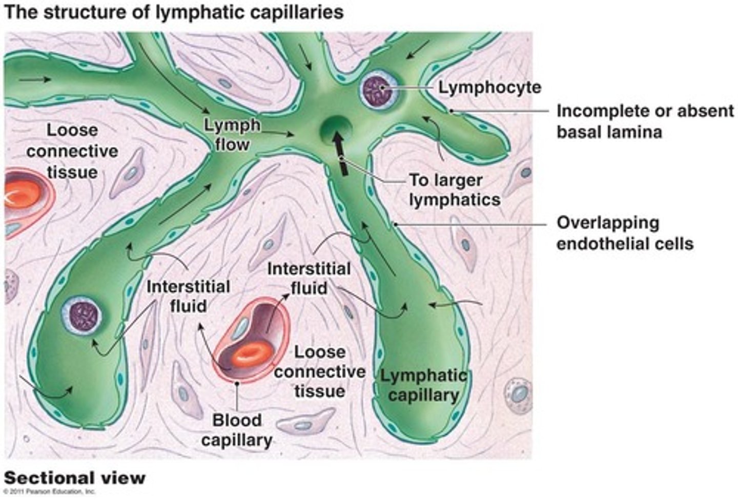 <p>Microscopic, blind-ended tubes near the surface of the body that allow lymph to enter.</p>