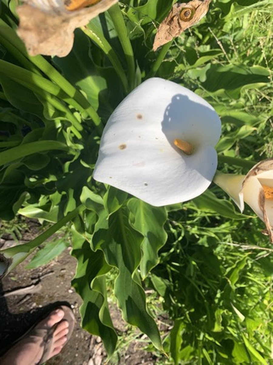 <p>white cup shaped petal with a flat arrow tip, large spade like leaves, basil growth base of petiole it celery like and long. Has some slime, yellow stamen and seed below it</p>