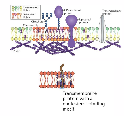 <p>Cholesterol facilitates membrane function, including cell signalling</p>