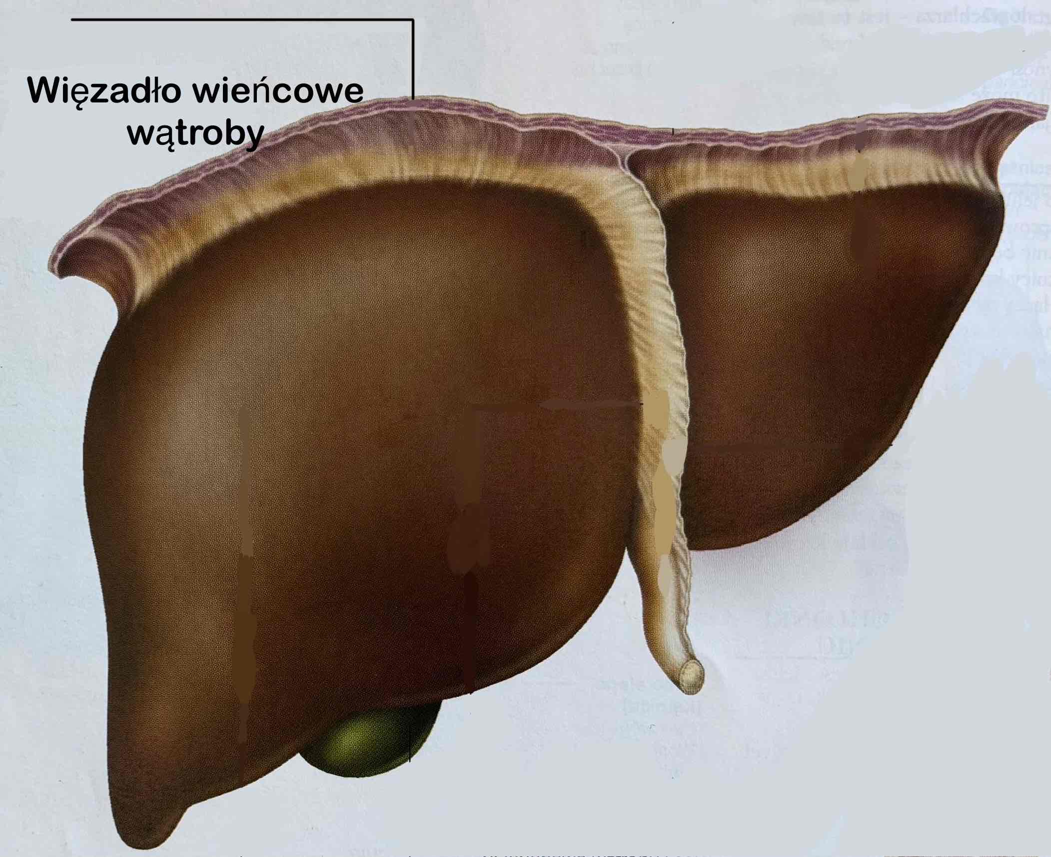 <p>Więzadło wieńcowe wątroby (z definicją)</p>