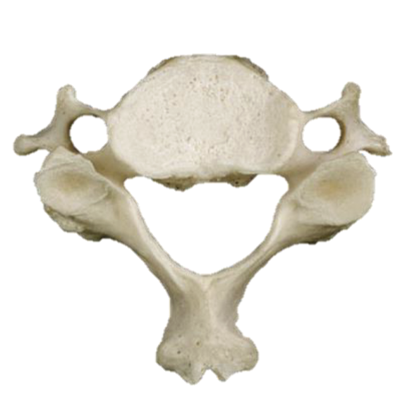 <p>What Is This Bone’s Name? (Pleural)</p>