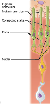 <ul><li><p>long and cyndrical</p></li><li><p>~120 million rodes in the human retina </p></li><li><p>all contain rhodopsin </p></li><li><p>form convergent networks (many rods to 1 bipolar cell)</p></li><li><p>found in peripheral retina </p></li><li><p>high light sensitivity (respond in dim light) </p></li><li><p>monochromatic </p></li><li><p>low visual acuity due to convergence </p></li><li><p>low temporal resolution = slow response </p></li><li><p>easily saturates in bright light</p></li></ul><p></p>