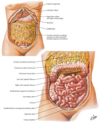 <p>The omentum is a fold of the peritoneum that surrounds some of the abdominal organs.</p><p>Only the top border of the greater omentum is attached.</p><p>Aside from fat storage, it is involved in immune response - its mobility allows it to find and neutralize any potential infection.</p>