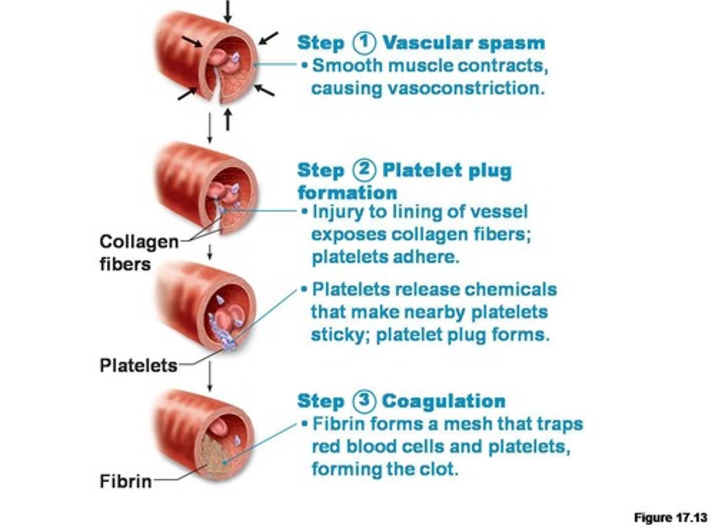<p>To stop or control bleeding; the "halting of blood"</p>