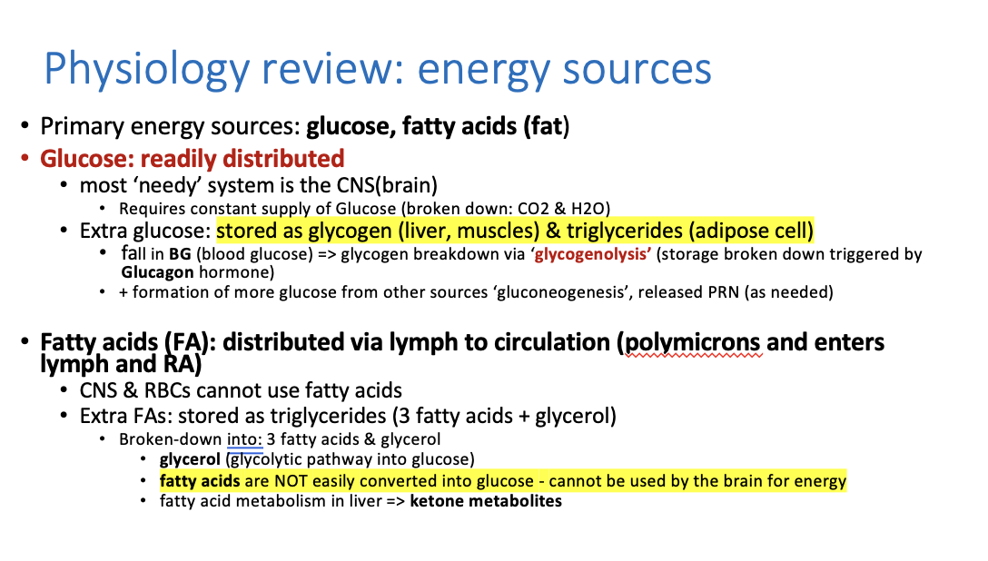 <p>it turns into <code>glycogen stored in the liver and muscles</code> and as triglycerides (in adipose/fat tissue).  </p>