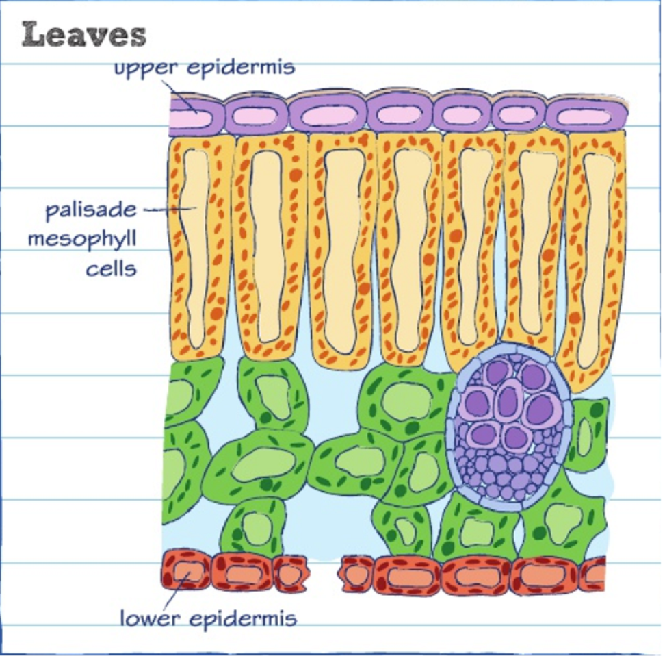 → Part of a leaf