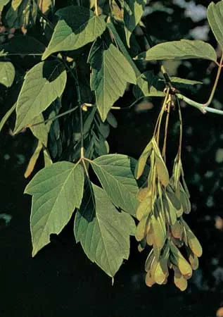 <p>Pinnately compound leaves (3-5 pointed leaflets with some lobing), oppositely arranged, scraggly/shaggy, greenish terminal buds, samaras held at narrow V-shaped angles, newest twigs are smooth and green or bluish or purplish/red</p>