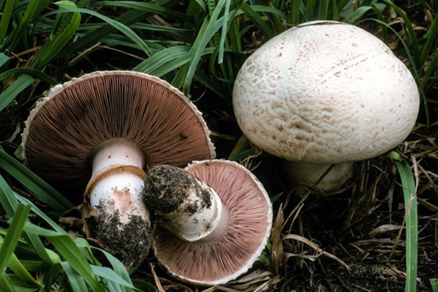 <p>apparent gill structures (shiitake, white cap)</p>