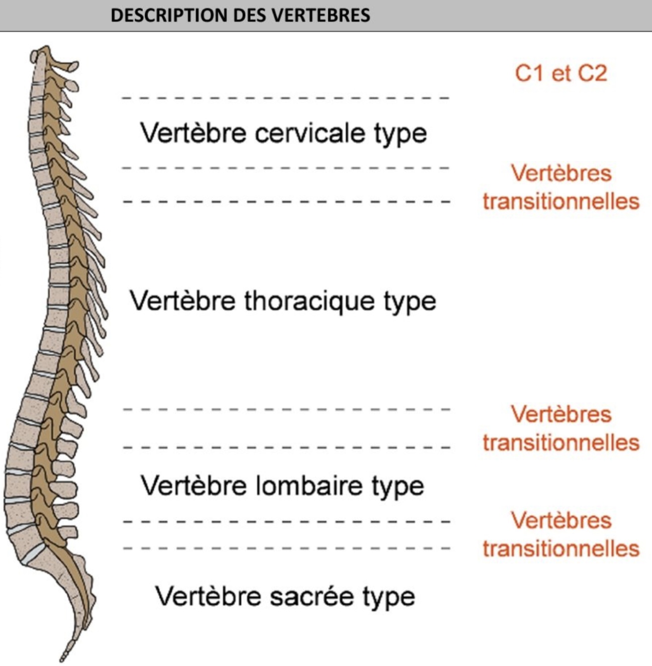 <p>Vertèbres types: C5,T6,L4 </p><p>Vertèbres transitionnelles : caractère intermédiaire des niveaux &amp; sous jacents, C1 &amp; C2 (rotation tête osseuse), sacrum (= une seule pièce osseuse) </p>