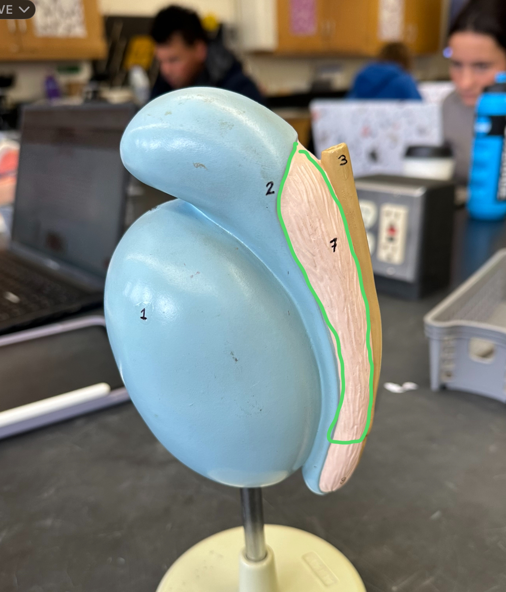 <p>of epididymis</p>