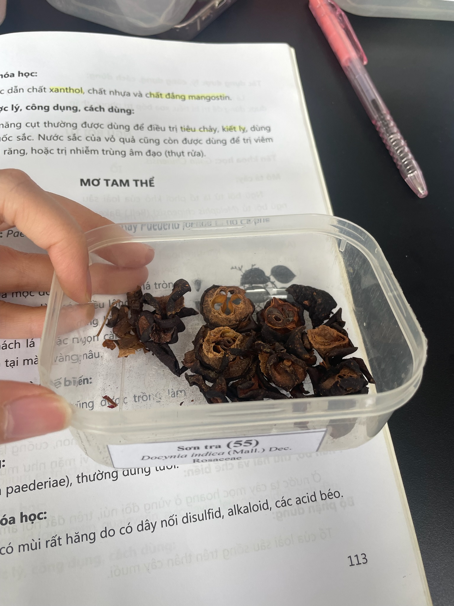 <p>Sơn tra</p><p>Docynia indica</p><p>họ Rosaceae</p>