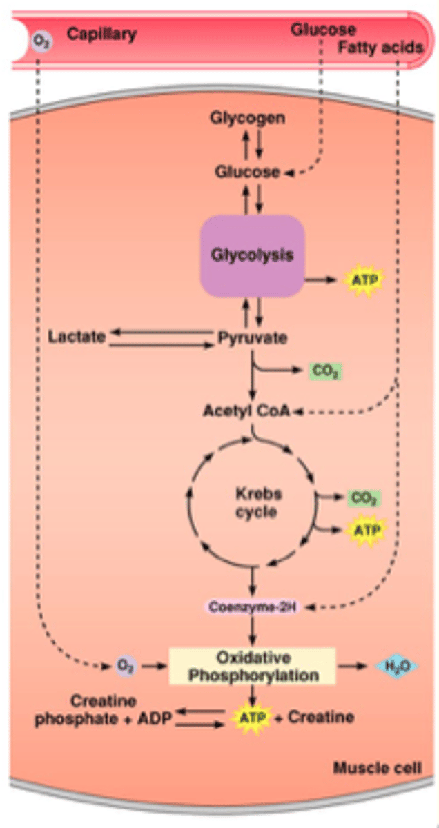 <p>if you don't have ATP binding to myosin, the myosin and actin stay together and that is riggor mortor (or whatever)</p><p>Substrate level phosphorylation of ADP by creatine phosphate</p><p>Anaerobic glycolysis</p><p>Oxidative phosphorylation of ADP in mitochondria</p><p>pump Ca into SR</p><p>disengage Actin and Myosin</p><p>hydrolysis of ATP - moves myosin into high energy state, ready for power stroke</p><p>substrate level phosphorylation</p><p>anarobic glycolysis</p><p>aerobic phos</p>