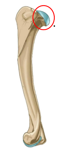 <p>• Rounded process articulating with the scapula’s glenoid cavity to form the shoulder joint.</p>