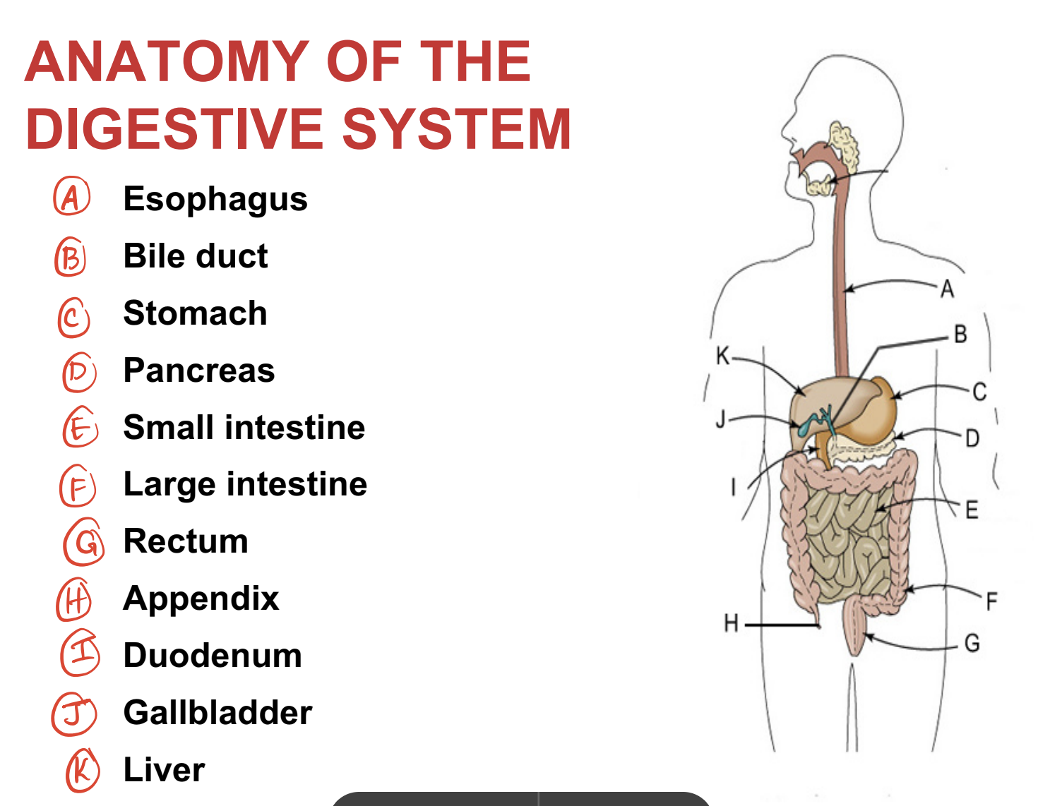 knowt flashcard image